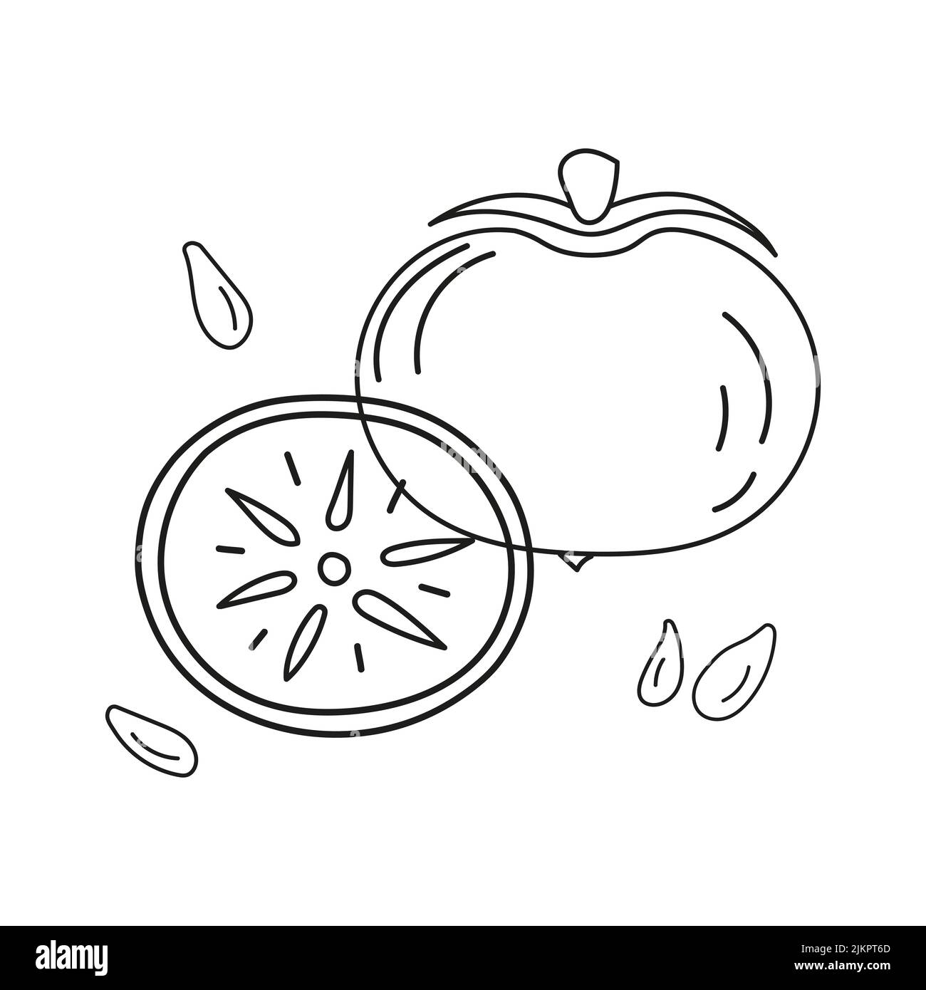 Skizzieren Vektor-Illustration von Kakimmons ganz und geschnitten mit Gruben. Stock Vektor