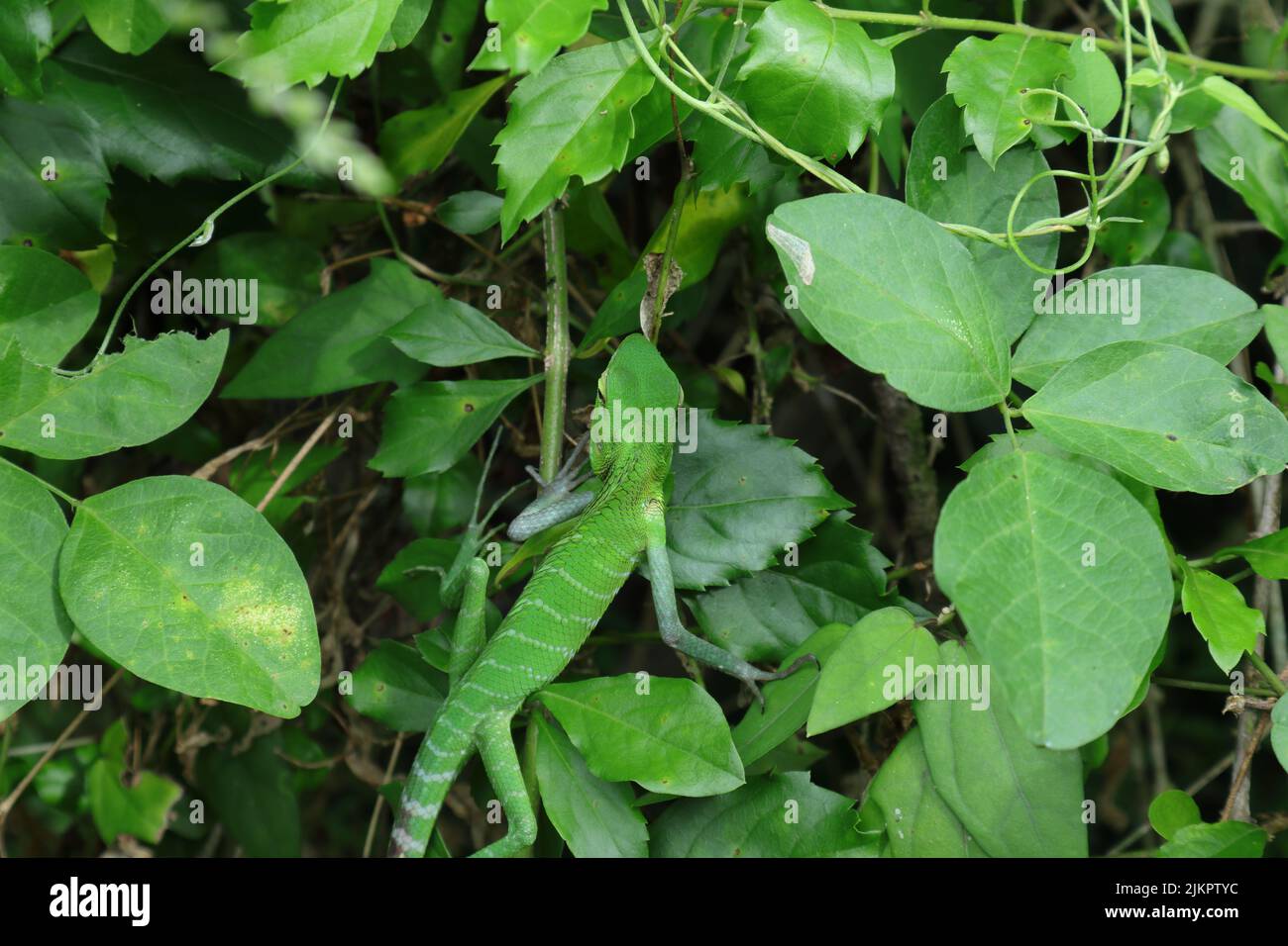 Die Ansicht einer männlichen grünen Waldeidechse (Calotes Calotes), die auf einem Pflanzenkopf läuft, zeigt die dorsale Textur der Eidechse Stockfoto