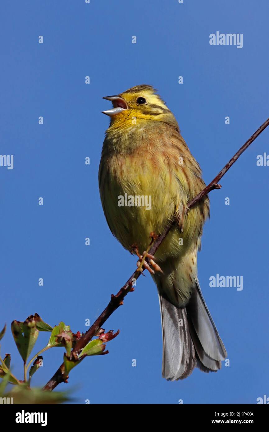 YELLOWHAMMER, Gesang, Großbritannien. Stockfoto