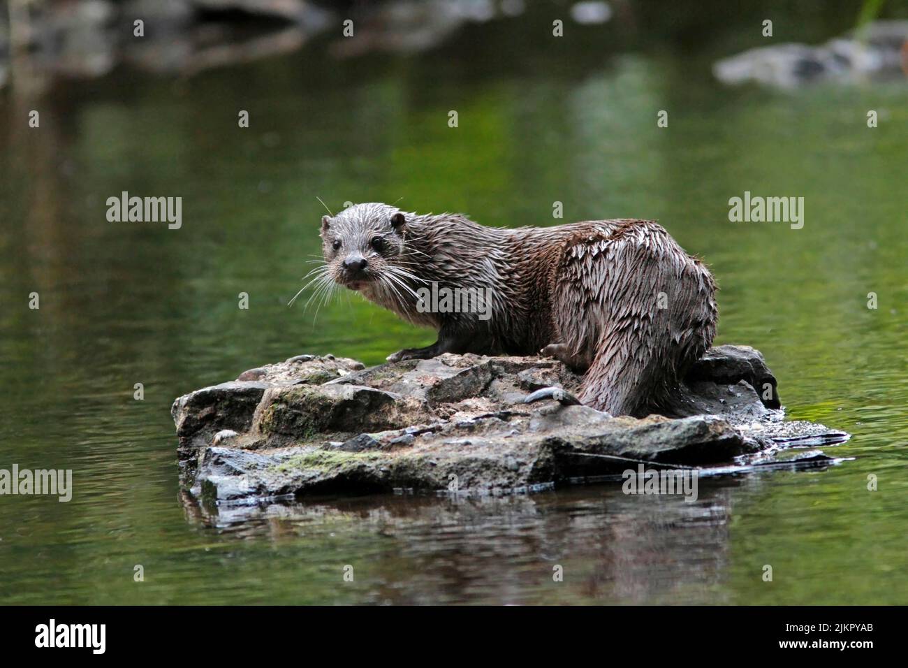 OTTER auf einem Felsen in einem Fluss, Großbritannien. Stockfoto