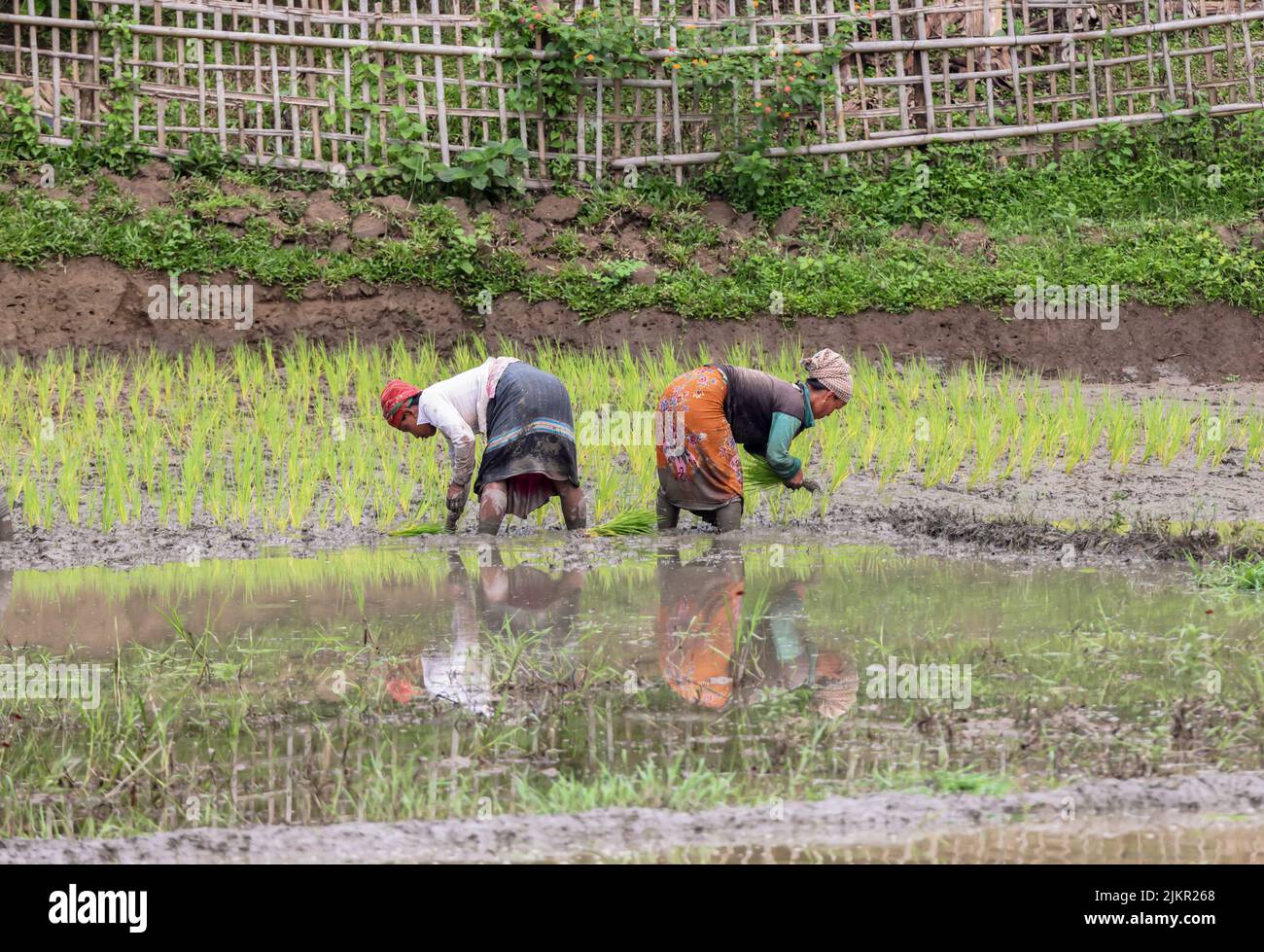 Arbeiterinnen, die auf den Reisfeldern in Chittagong, Bangladesch, arbeiten. Stockfoto