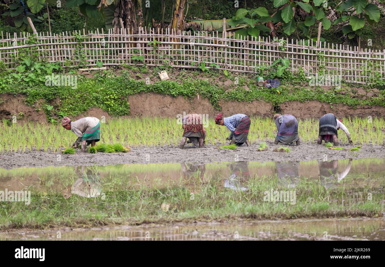 Arbeiterinnen, die auf den Reisfeldern in Chittagong, Bangladesch, arbeiten. Stockfoto