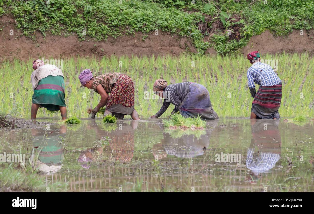 Arbeiterinnen, die auf den Reisfeldern in Chittagong, Bangladesch, arbeiten. Stockfoto
