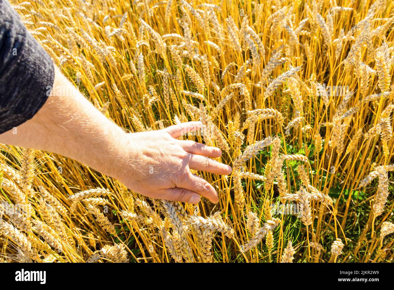 Ein Weizenfeld, das von der Bauernhand der Stacheln im Morgenlicht berührt wird. Weizen sprießt in Der Hand Eines Farmers.Farmer, der durch das Feld geht und Whe überprüft Stockfoto