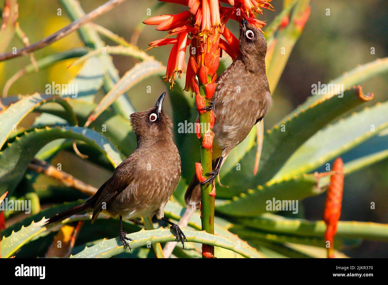 Kapbulus ernähren sich von dem Nektar von Aloe-Blumen in Kapstadt. Stockfoto