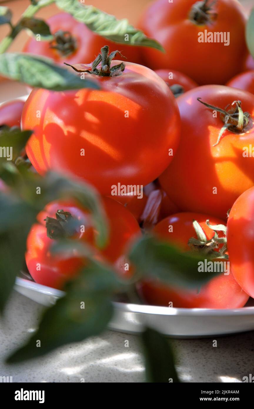 Reife Tomaten auf einem Teller auf einer Fensterbank im Hochsommer mit Tomatenblättern aus einem Küchengarten in Nijmegen, Niederlande Stockfoto