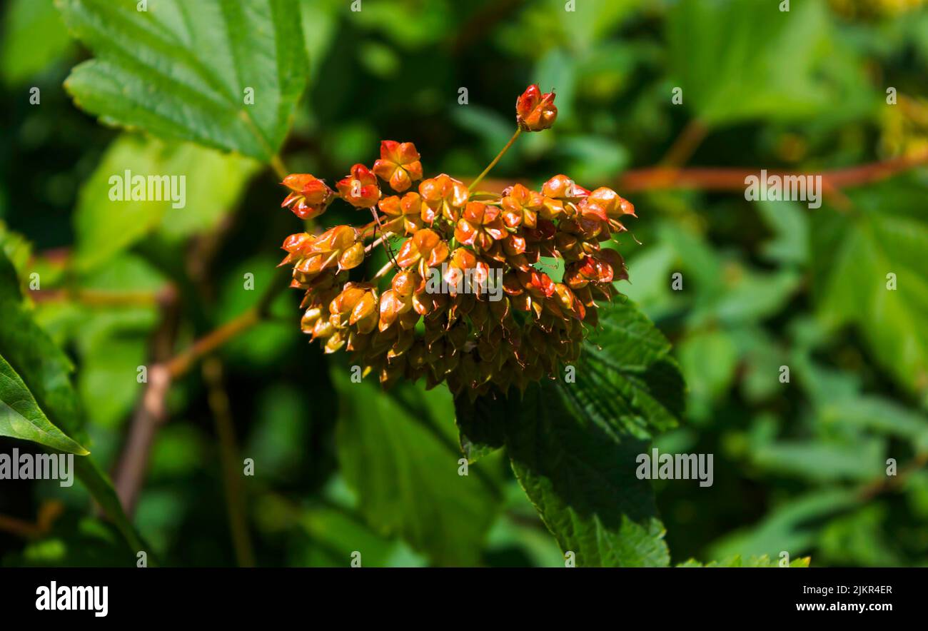Vesicle viburnum, Blütenbusch Bubbleweed viburnum im Garten Stockfoto