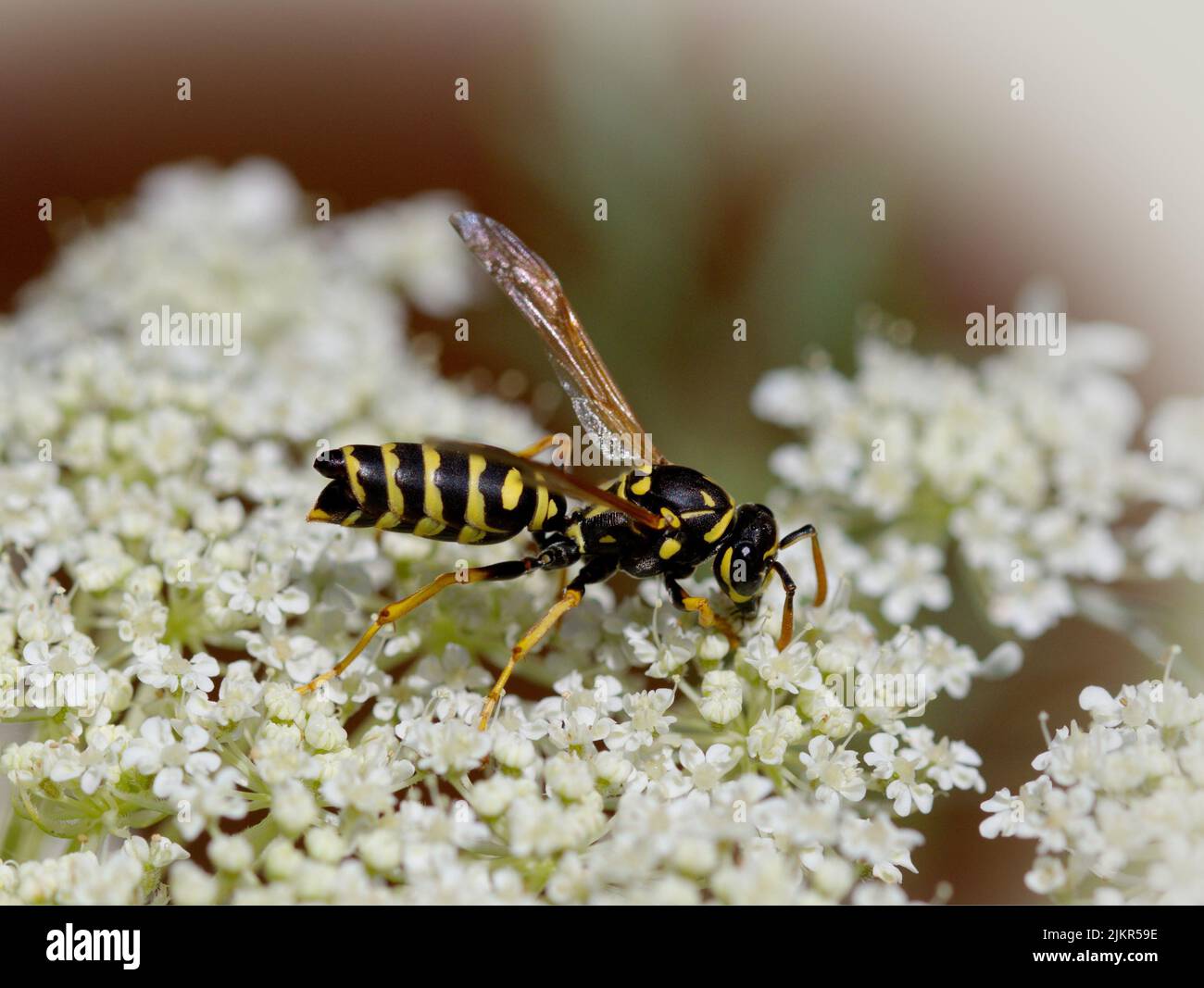 Makrofotografie eines wesp auf einer Blume Stockfoto