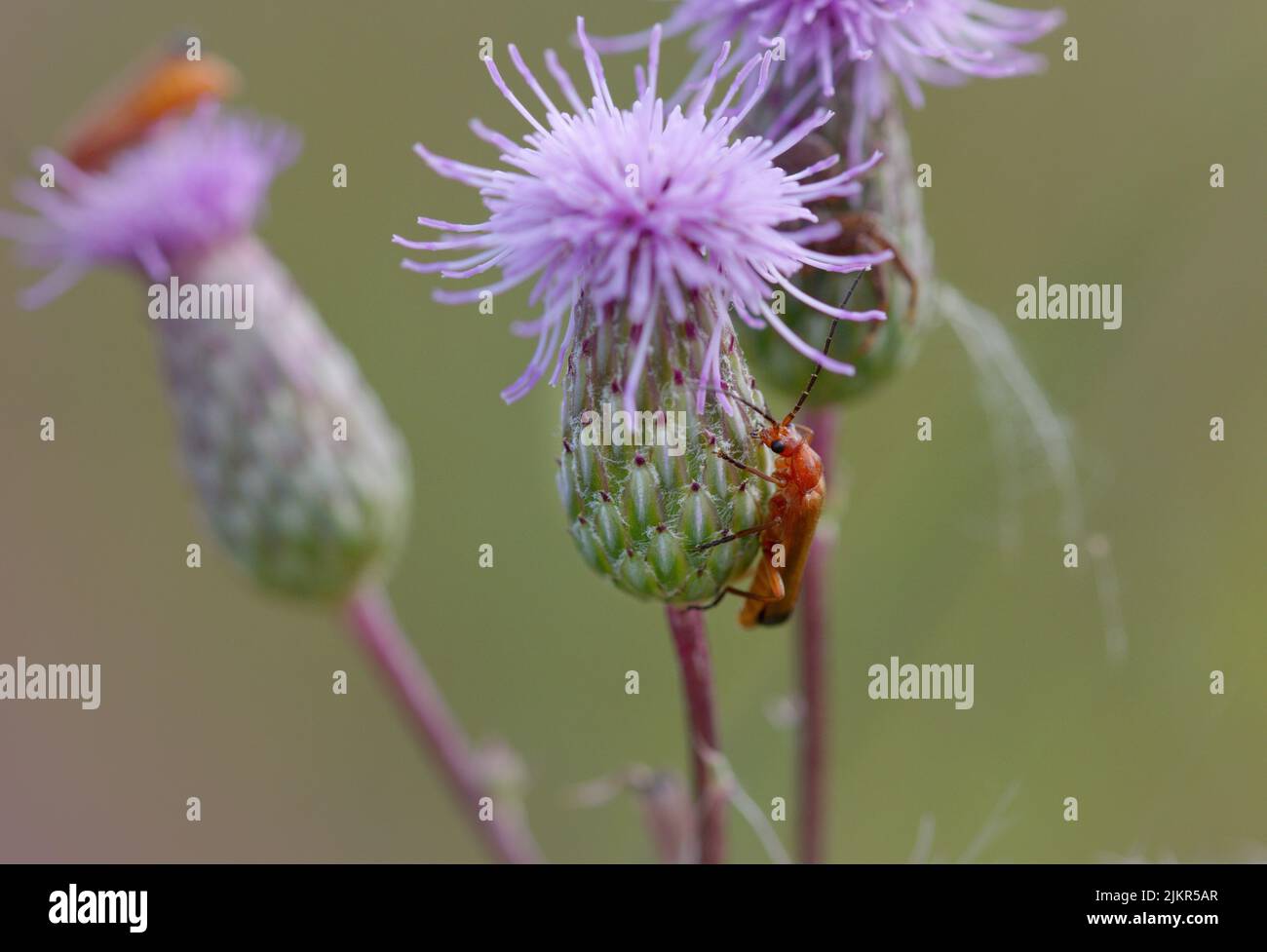 Makro-Fotografie eines wilden Tieres auf einer Kornblume Stockfoto