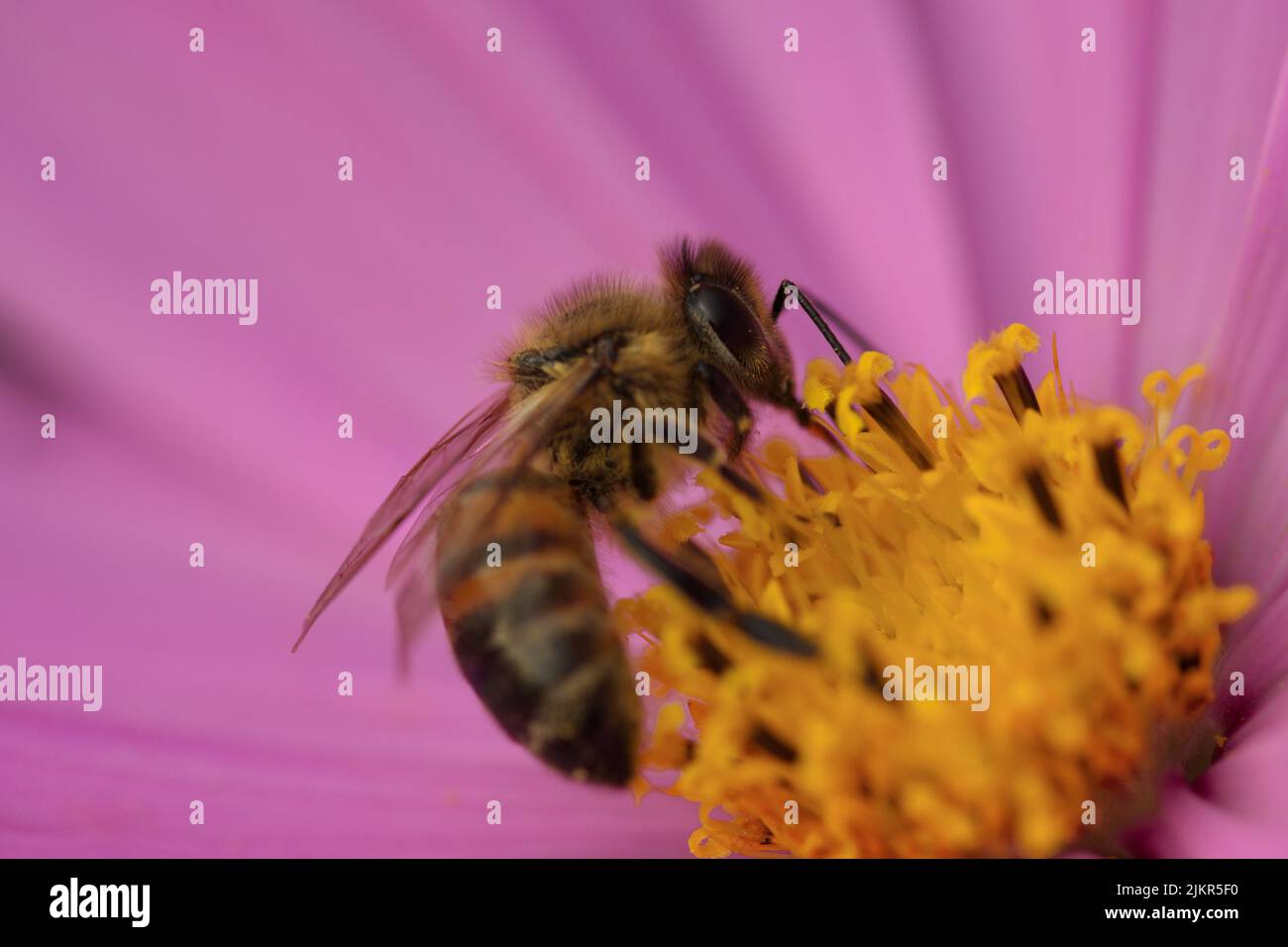 Makrofotografie einer Honigbiene Stockfoto