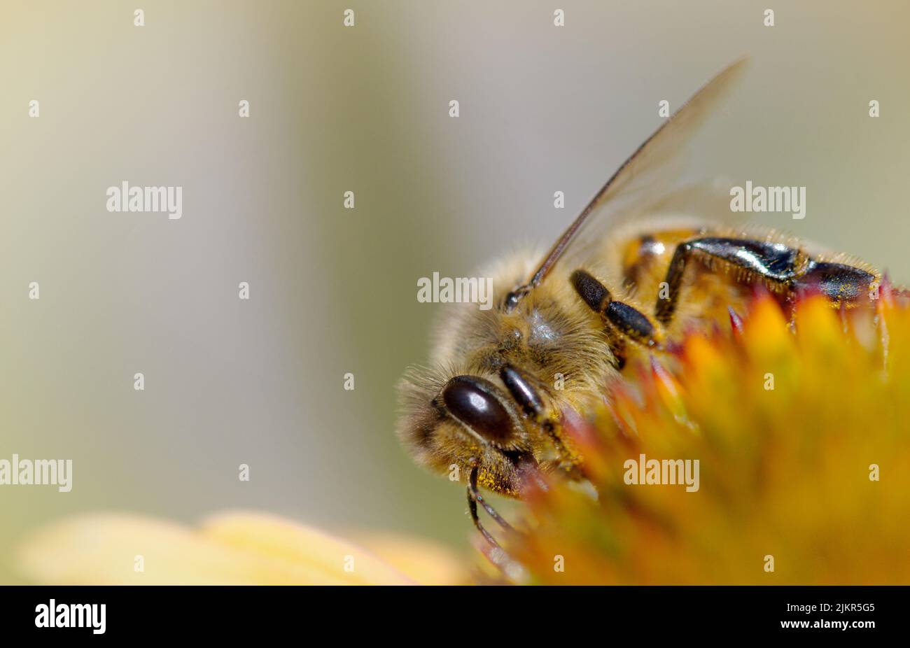 Biene bei der Arbeit im Sommer Stockfoto