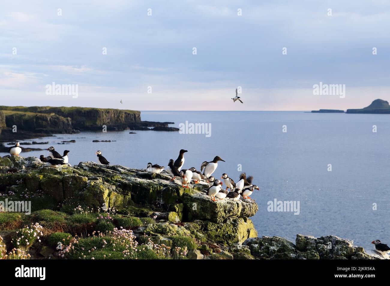 Guillemots, Papageientaucher und Razorbill auf Lunga, einem Teil der Treshnish Isles in Schottland, mit der holländischen Mütze in der Ferne. Stockfoto