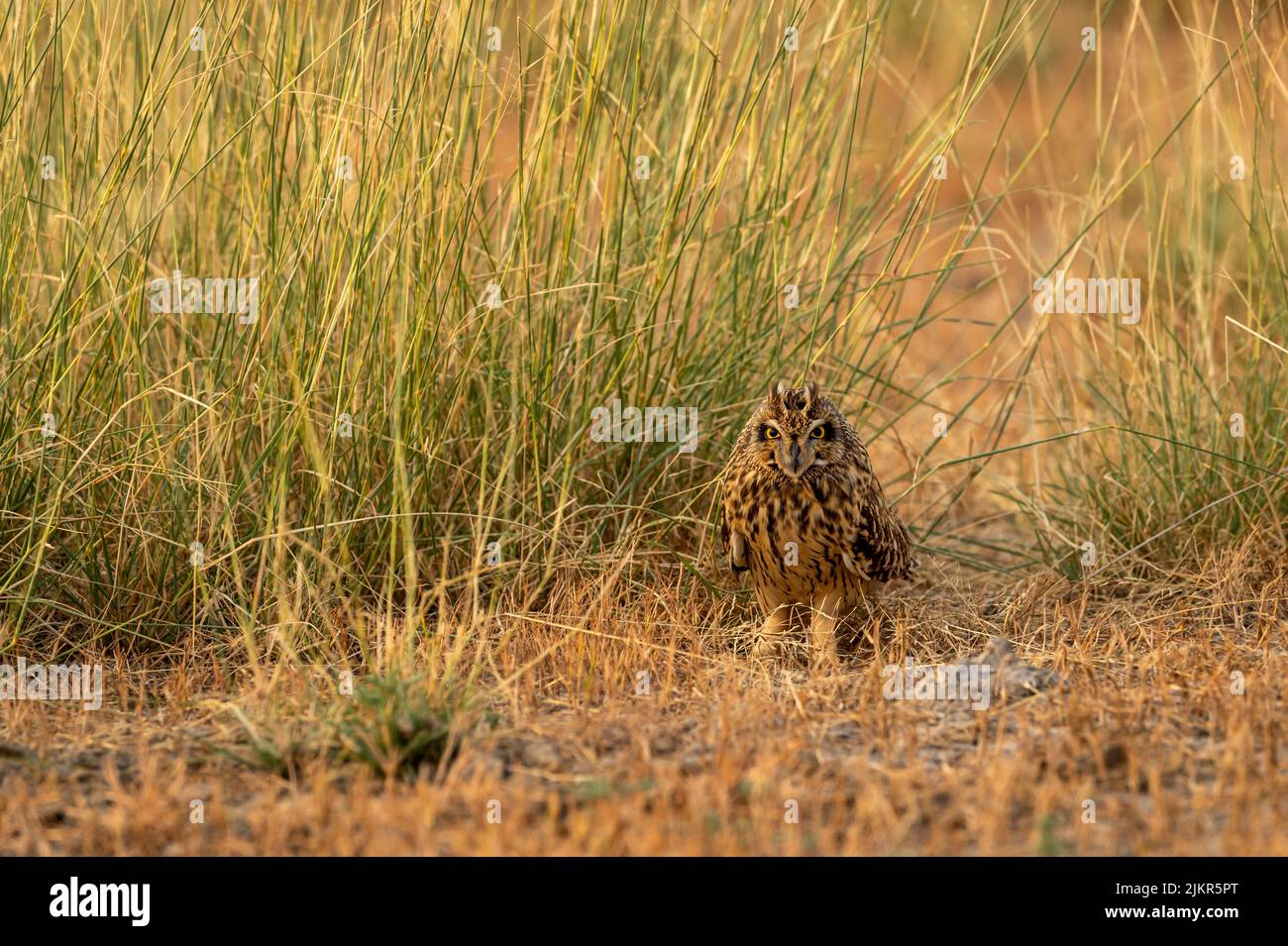 Wilde Kurzohreule oder ASIO-Flammeus-Vogel aus der Nähe oder Porträt auf dem Boden im Gras im Waldreservat oder im Nationalpark Indiens asiens Stockfoto