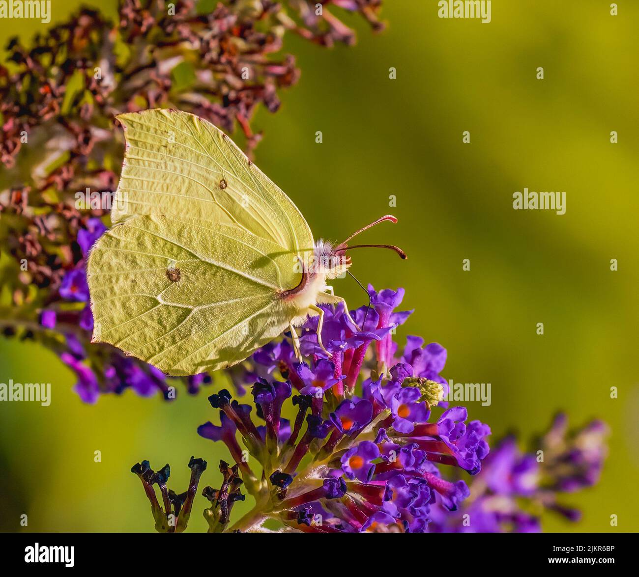 Schmetterling mit Schwefel, der sich auf Buddleia ernährt Stockfoto