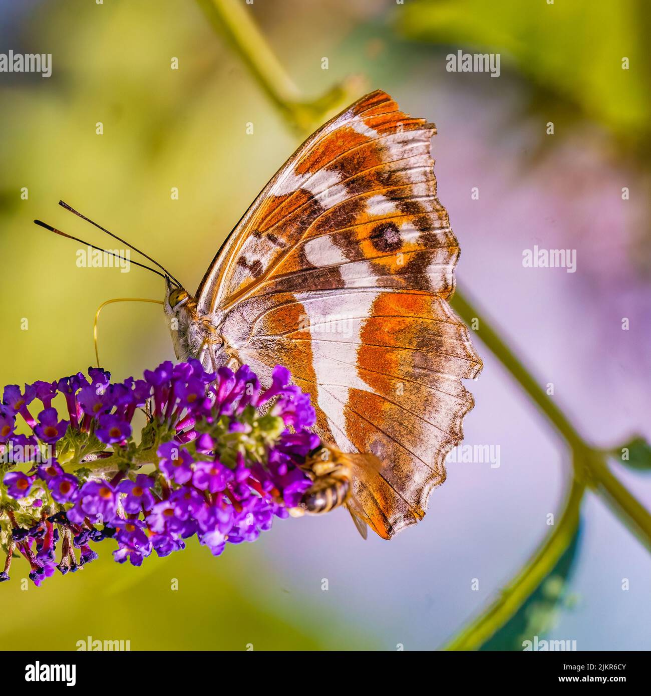 Der purpurne Kaiser ernährt sich von der Garten-Buddleia Stockfoto