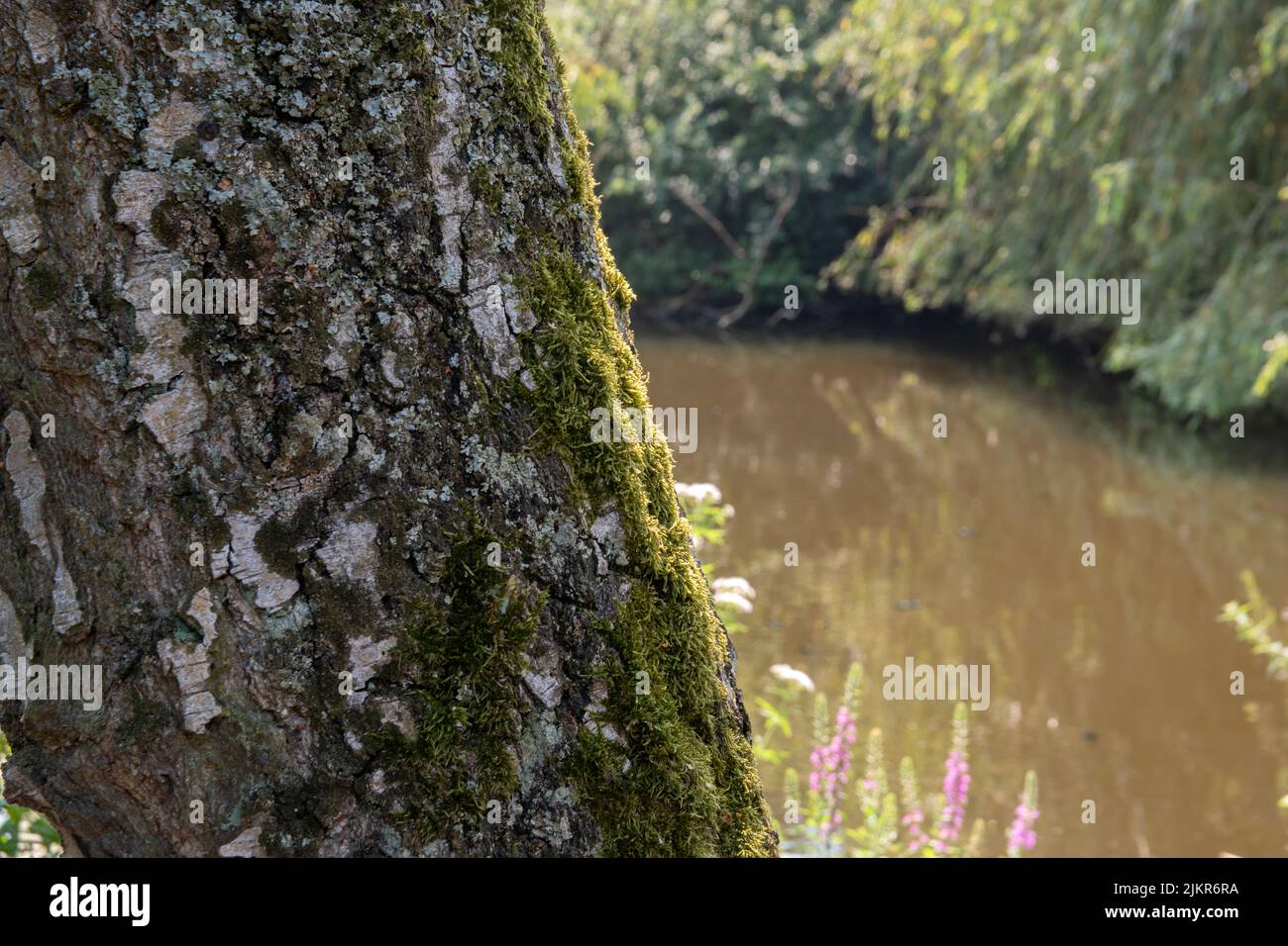 Nahaufnahme Moos auf Einem Baum in Amsterdam Niederlande 12-8-2020 Stockfoto