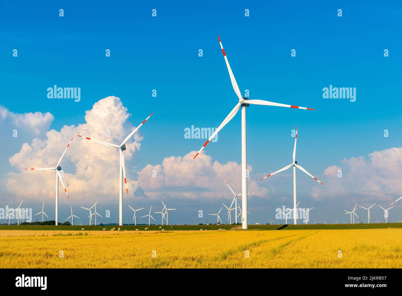 Windpark in den Sümpfen von Reußenköge, Nordfriesland, Nordsee, Schleswig-Holstein, Norddeutschland, Stockfoto
