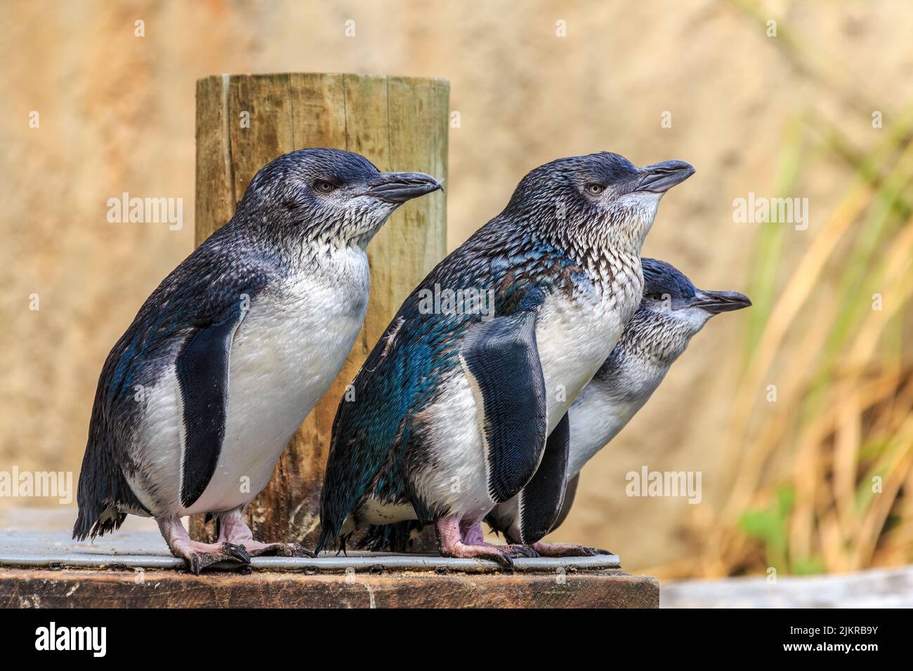 Eine Gruppe kleiner blauer Pinguine, auch bekannt als Feenpinguine oder Korora. In Neuseeland gefunden, sind sie die kleinsten Pinguinarten Stockfoto