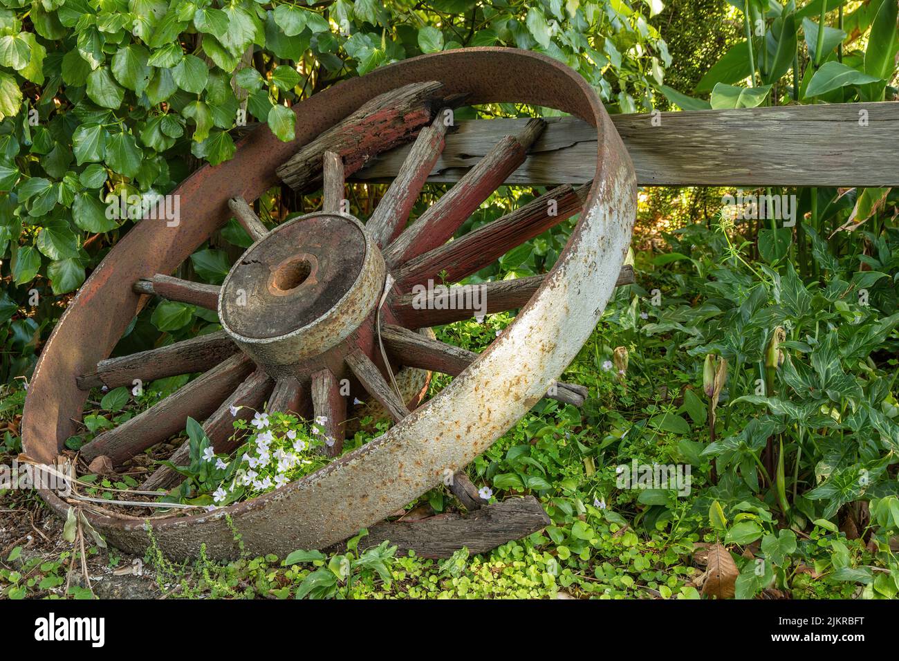 Ein altes Wagenrad mit einer gusseisernen Felge, das in einem Garten gegen einen Zaun aufgeschlagen wurde Stockfoto