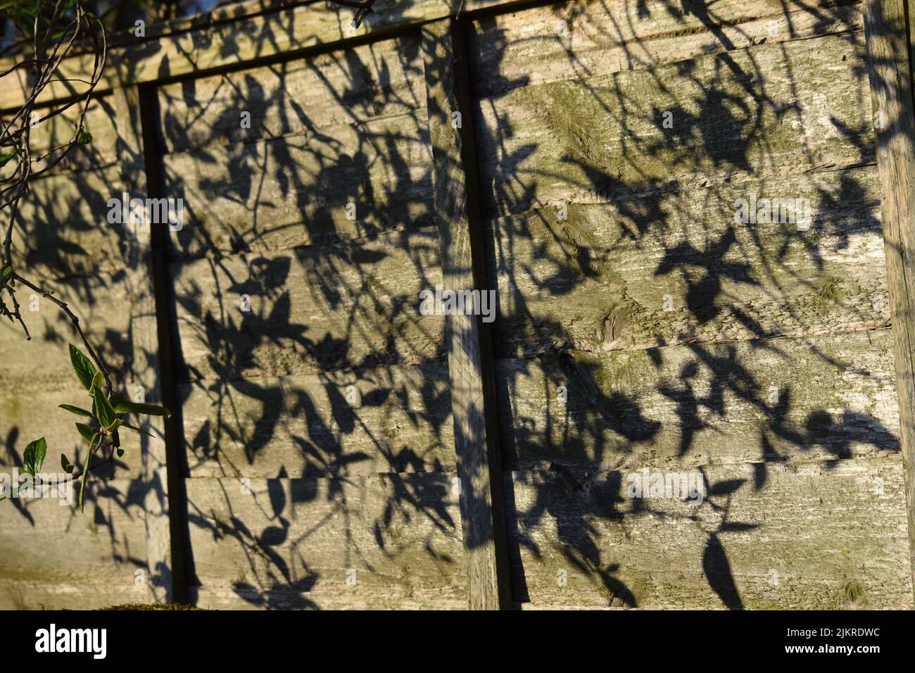 Schatten der Blätter auf dem Graben, england Stockfoto