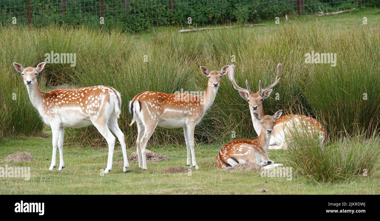 Eine Herde europäischer Damhirsche. Ein Buck und drei tut. Der Bock liegt, so ist ein Reh. Sie sehen alle in die gleiche Richtung Stockfoto