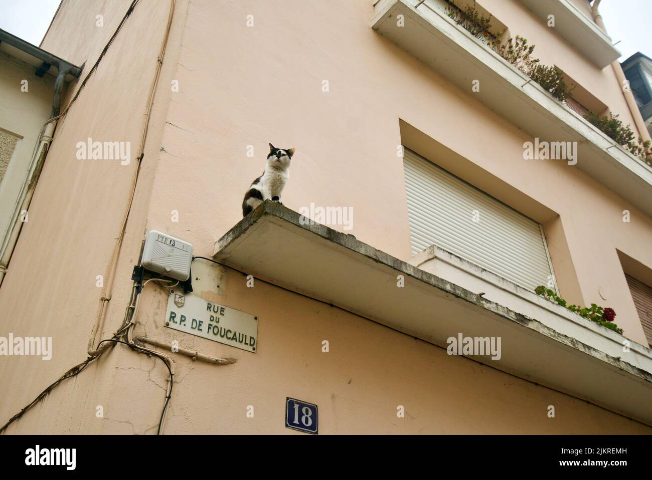 Schwarz-weiße Katze saß auf einem Fenstervorsprung eines Hauses in einer französischen Stadt (Lourdes) Stockfoto