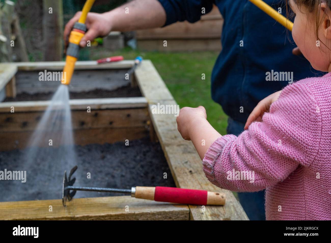 Mann sprüht Schlauchwasser auf frisch gepflanzte Samen im Gemüsepflanzenpflanzenpflanzer. Kleines Mädchen mit Werkzeugen hilft. Stockfoto