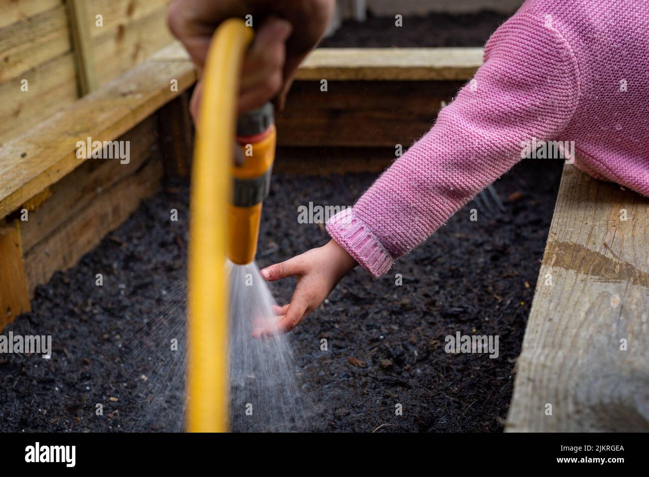 Kleines Mädchen, das Hand in Wasser Spray des Gartenschlauchs Gießen frisch gepflanzten Boden in hölzernen Gemüsepflanzenuntertoper. Stockfoto
