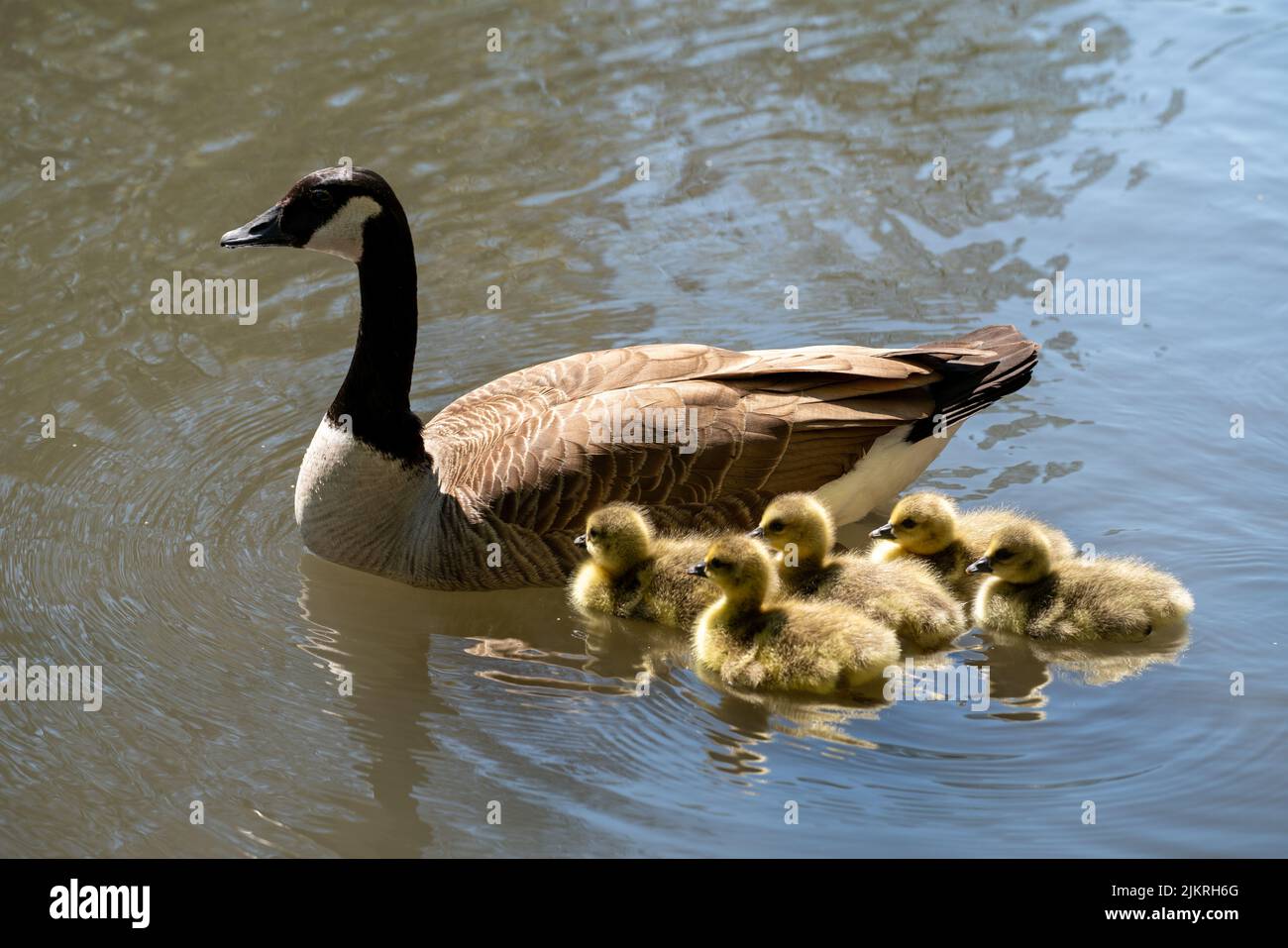 Eine Mutter und ihre Familie von Enten auf dem Fluss. Wasservögel aus
