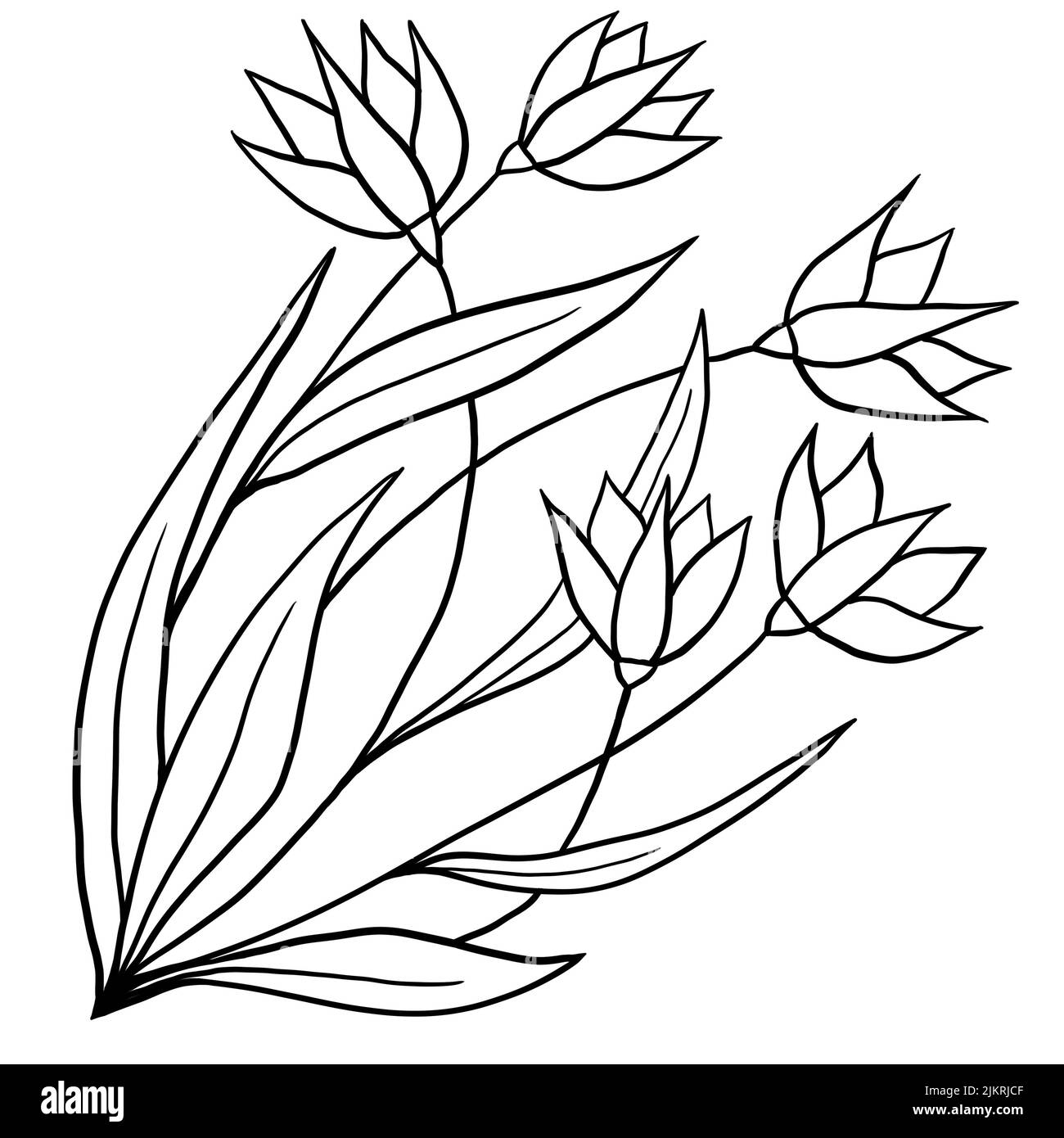 Handgezeichnete Blumenblätter Illustration, schwarz weiß elegante Hochzeit Ornament, Linie Kunst Minimalismus Tatoo Stil Design Sommer Frühling Natur Zweig Laub Blüte Stockfoto