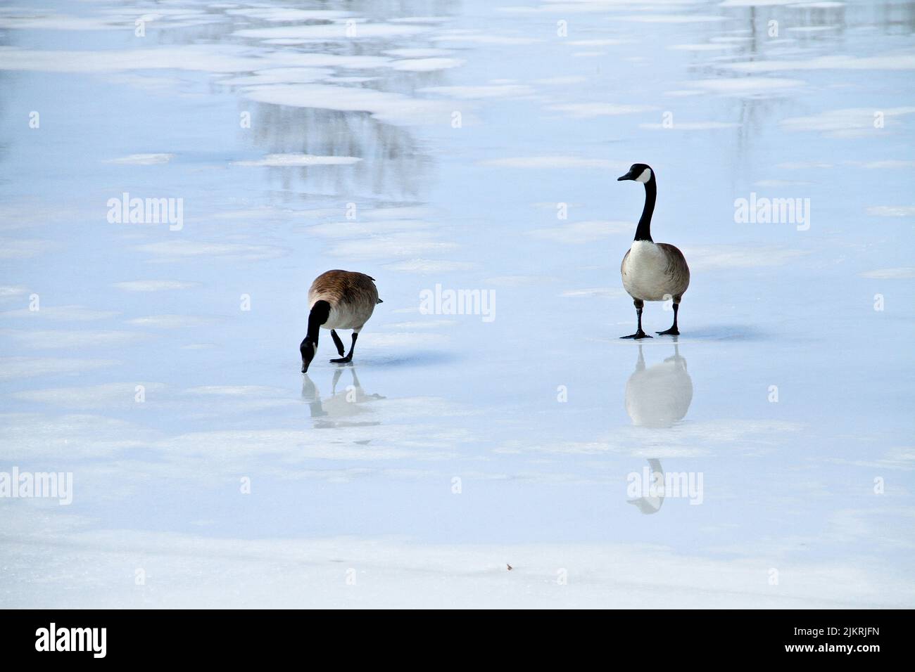 Ein Paar Kanadagänse auf einem gefrorenen See Stockfoto