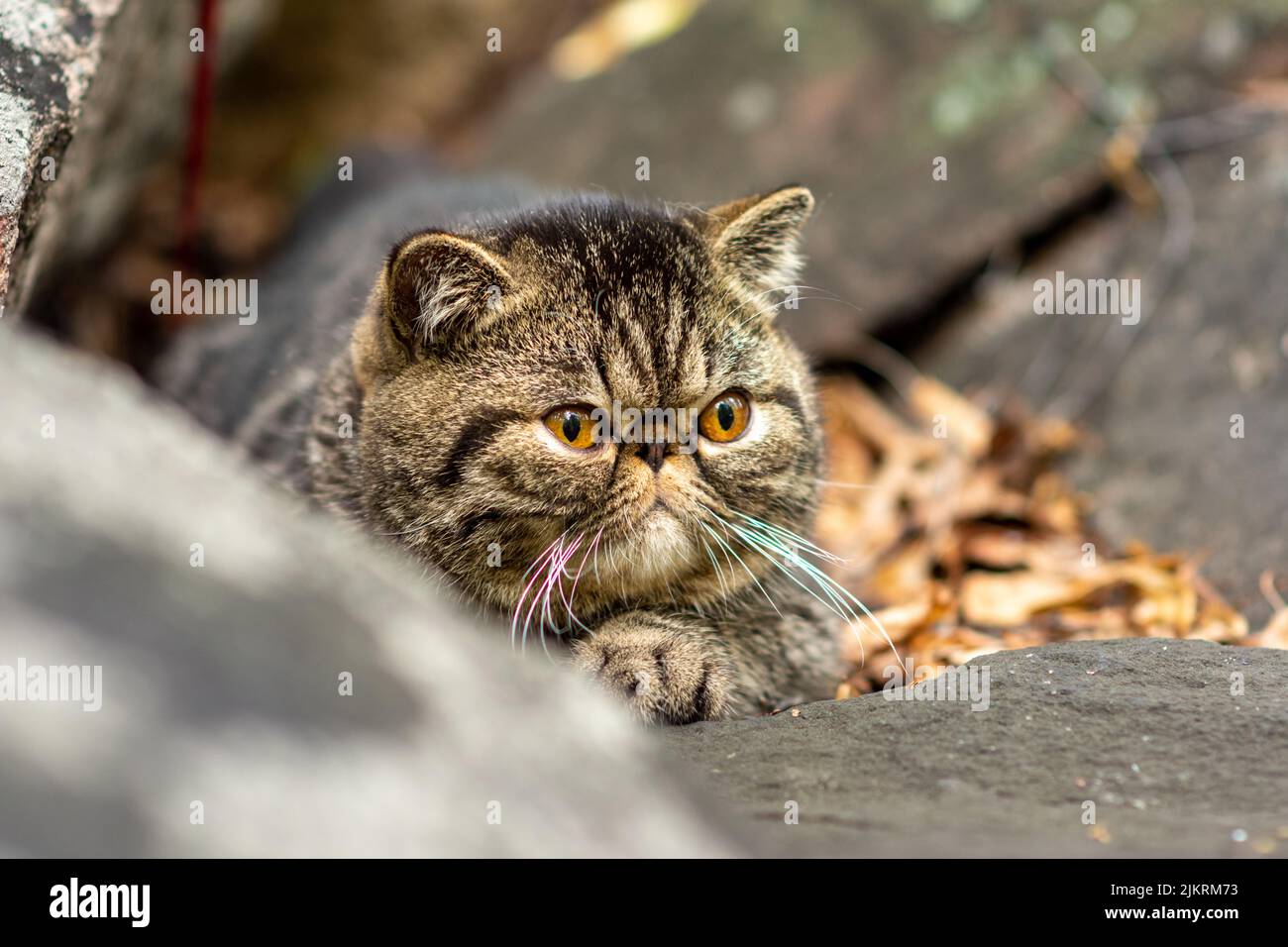 Eine niedliche, braun gestromte exotische Kurzhaar-Rasse von Katzen, die auf einem grauen Stein sitzen, hat Angst vor Reisen im Freien und schaut sich mit Schrecken um Stockfoto