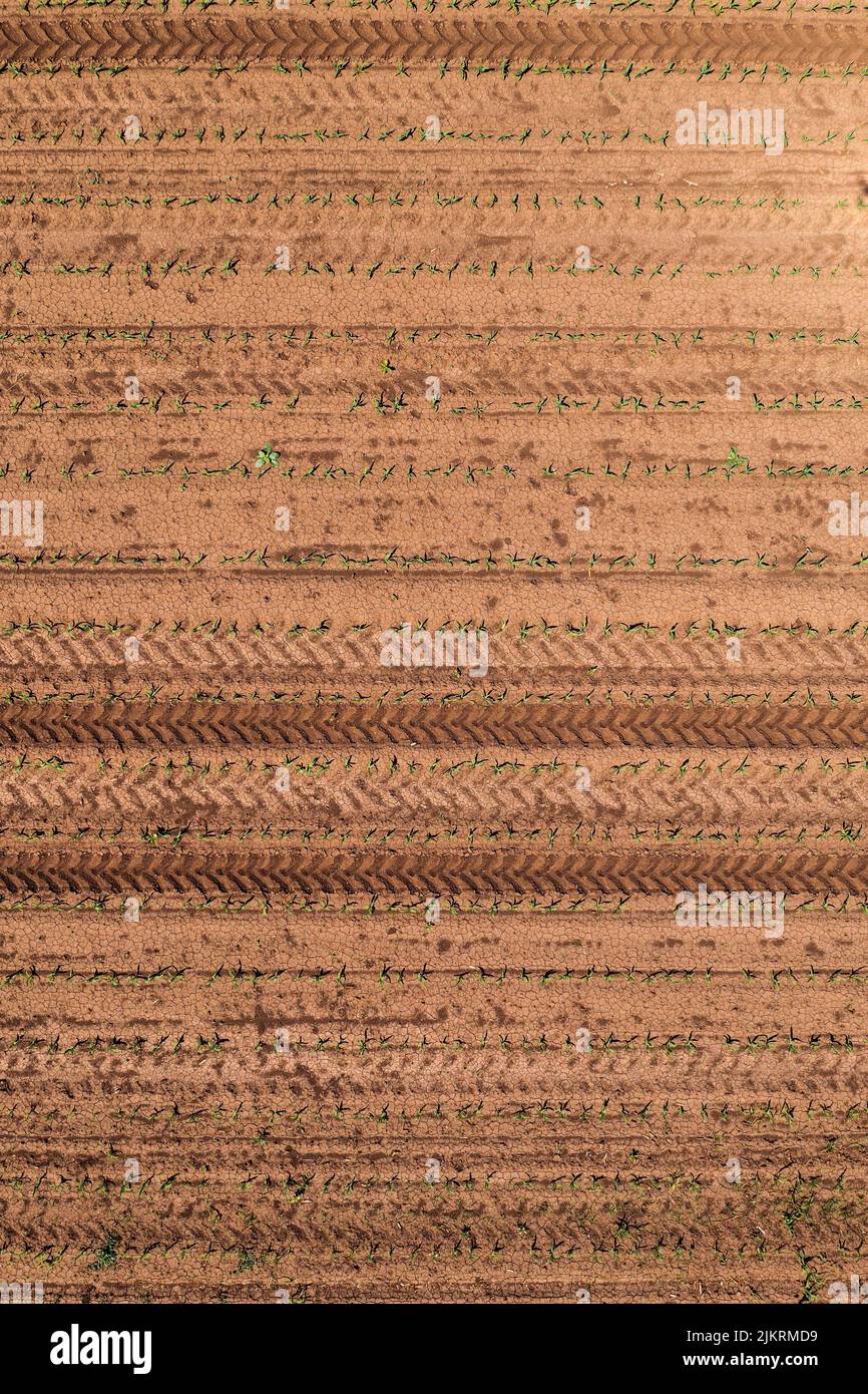 Luftaufnahme des Maispflanzenfeldes von Drohne pov direkt oben mit Traktorreifen-Spuren im Boden als landwirtschaftlicher Hintergrund Stockfoto