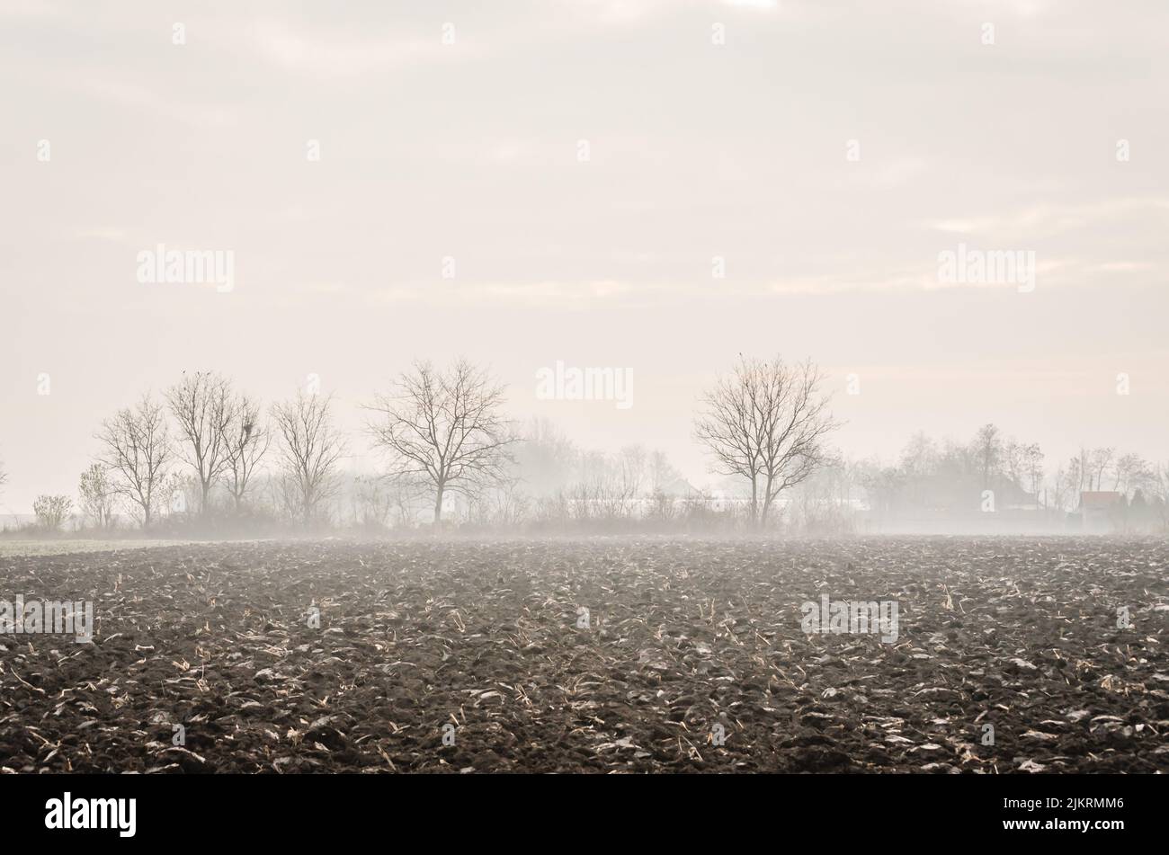 Ackerland im Winter. Ackerland und Winterkulturen in Serbien Stockfoto