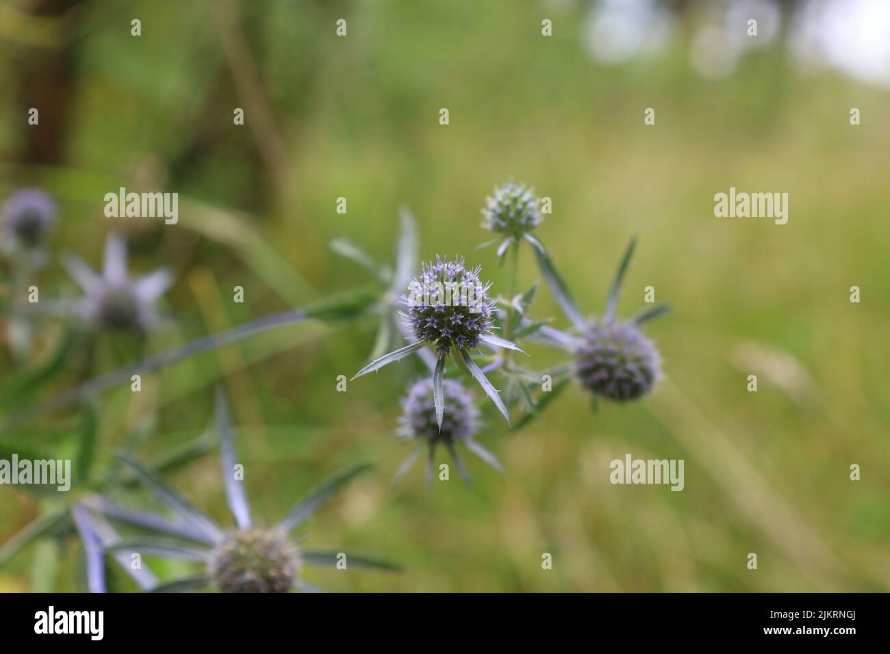 Blauer Eryngo auf der Sommerwiese Stockfoto