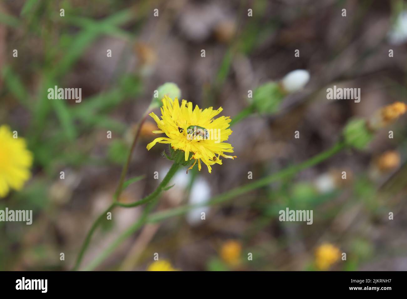 Cetonia aurata, goldener Käfer sitzt auf einem gelben Dandelion Stockfoto