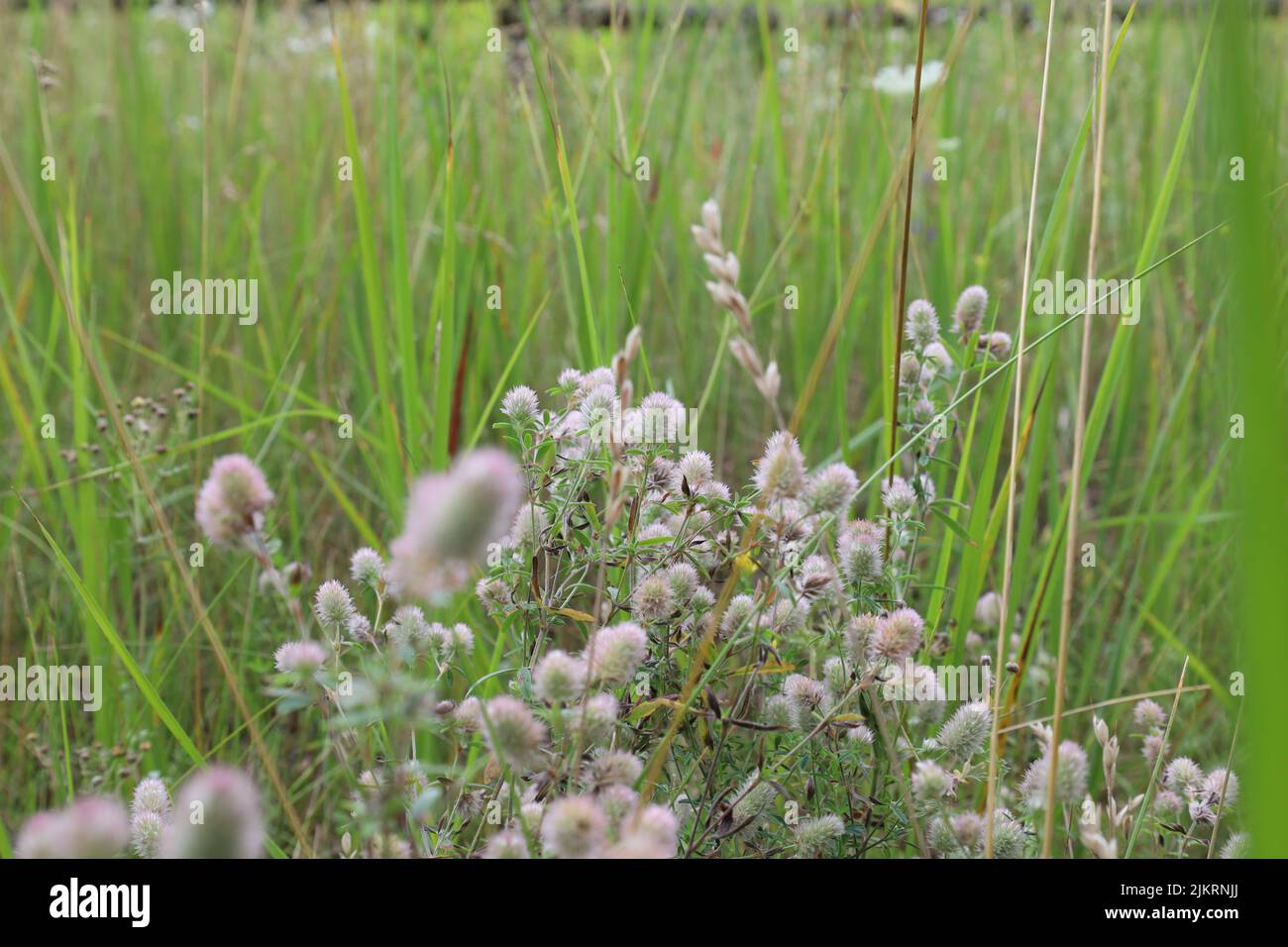 Trifolium arvense, blüht auf der Sommerwiese Stockfoto