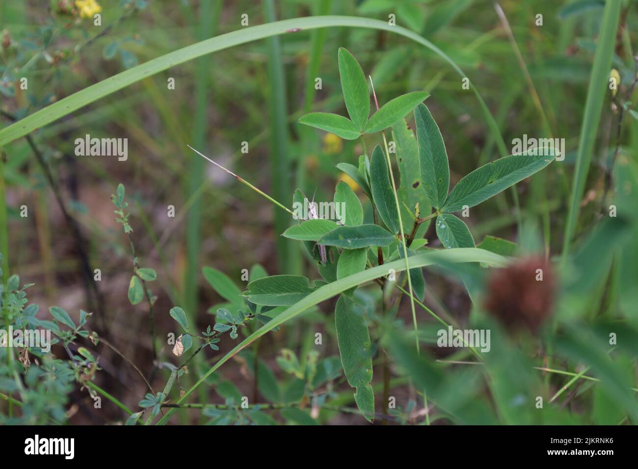 Grasshopper auf dem Gras auf der Wiese Stockfoto