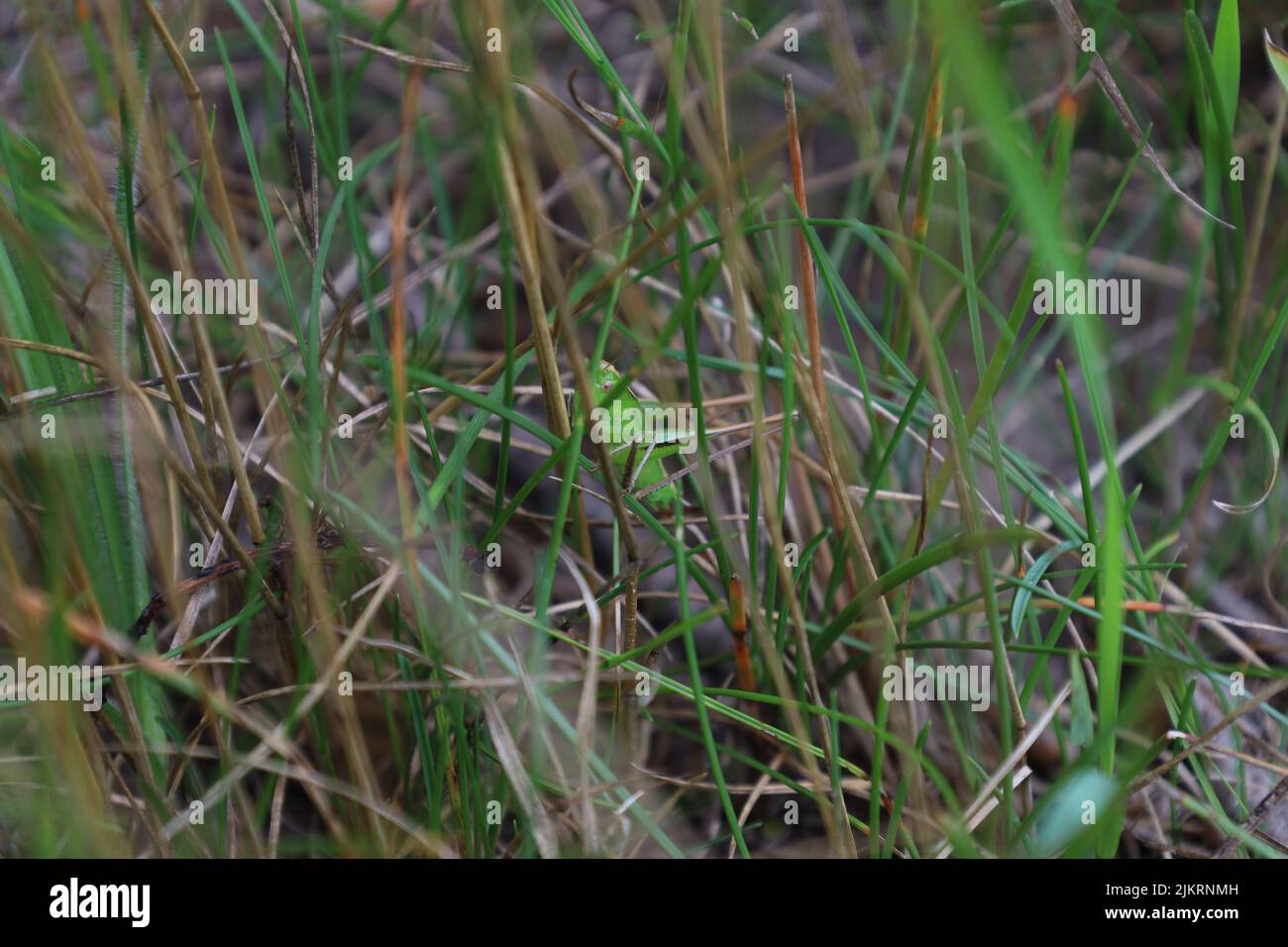 Tettigoniidae, Grüne Katydid auf der Sommerwiese Stockfoto