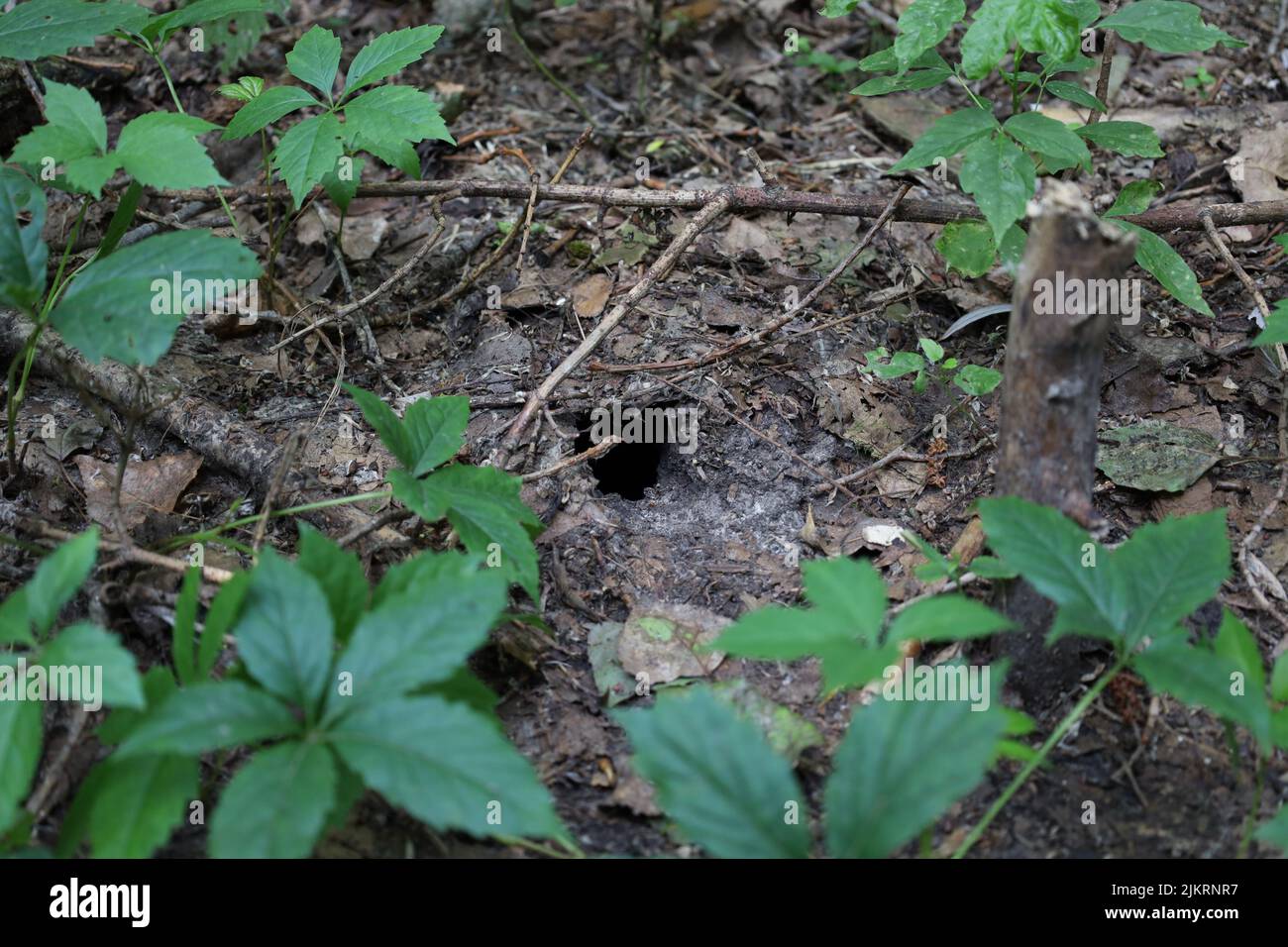 Maulwurf Loch im Sommerwald Stockfoto