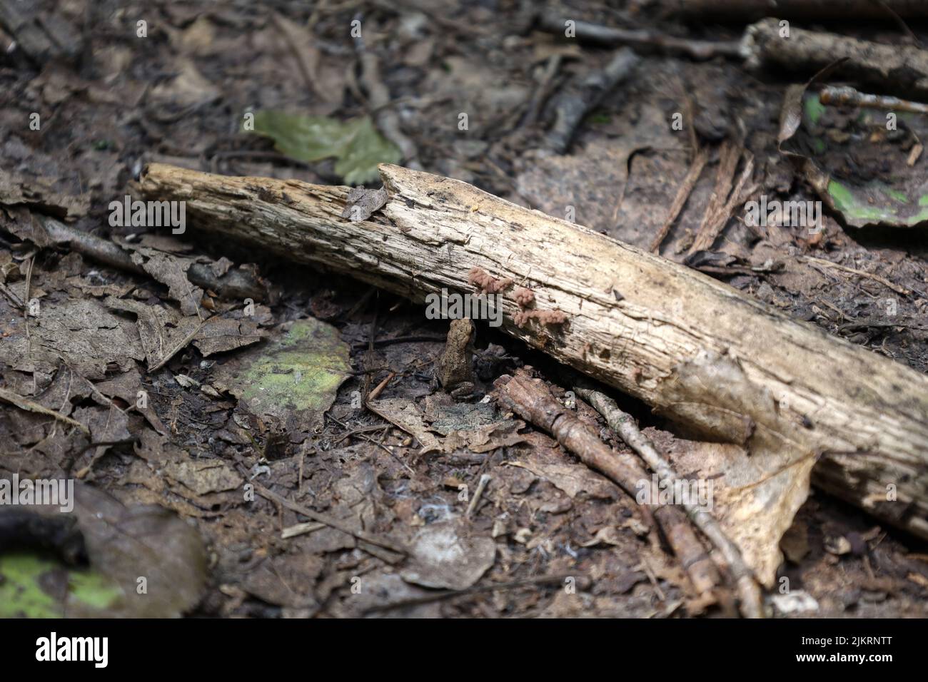 Kleine Kröte im Wald Stockfoto