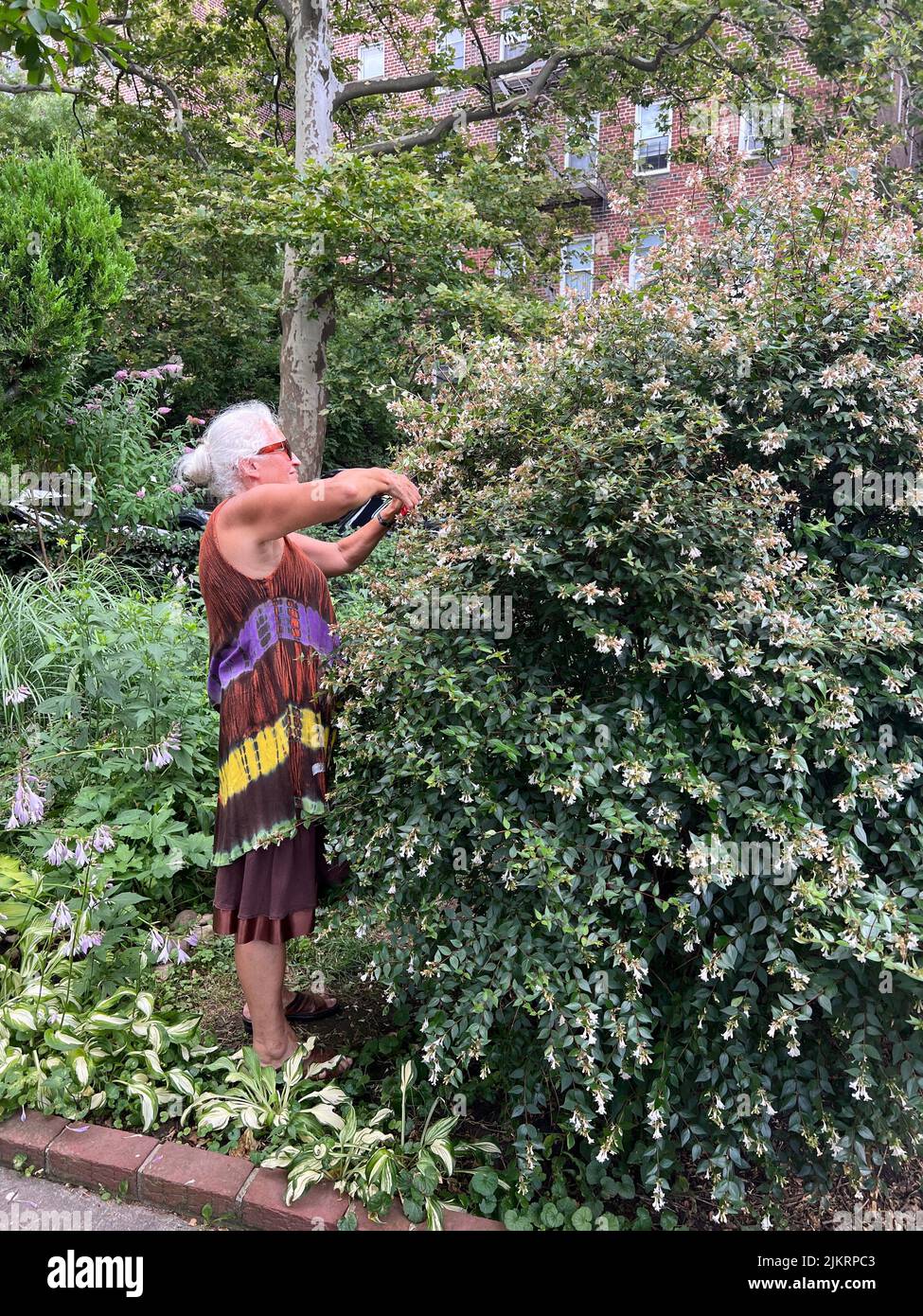 Frau trimmt ihre große und duftende Abelia Bush, ein Mitglied der Geißelfamilie, in ihrem Vorgarten in Brooklyn New York. Stockfoto