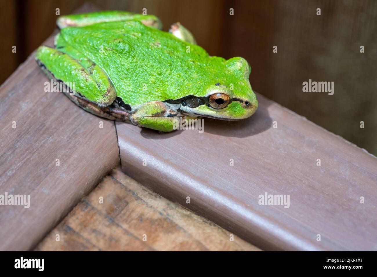 Issaquah, Washington, USA. Ein erwachsener Pazifischer Baumfrosch (Pseudacris regilla) sitzt am Rand eines Decks. Stockfoto