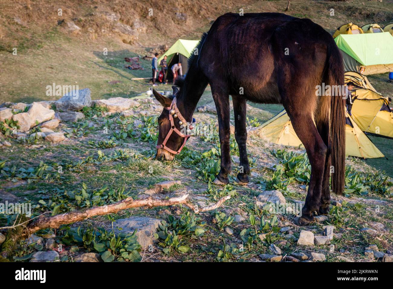 Ein gezähmtes grasendes Arbeitspferd auf den Wiesen der oberen Himalaya-Region. Uttarakhand Indien Stockfoto
