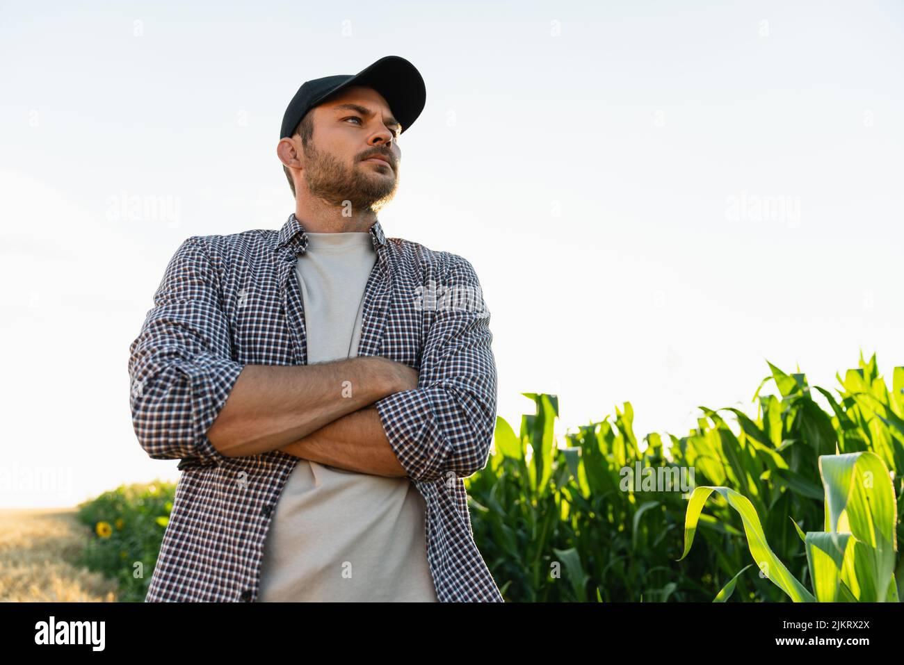 Bärtiger Bauer in einer Mütze und einem karierten Hemd vor dem Hintergrund eines Maisfeldes Stockfoto