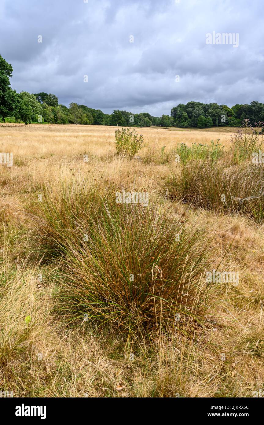 Blick über das Schlachtfeld bei der Schlacht von Hastings im Jahr 1066, Battle, East Sussex, England. Stockfoto