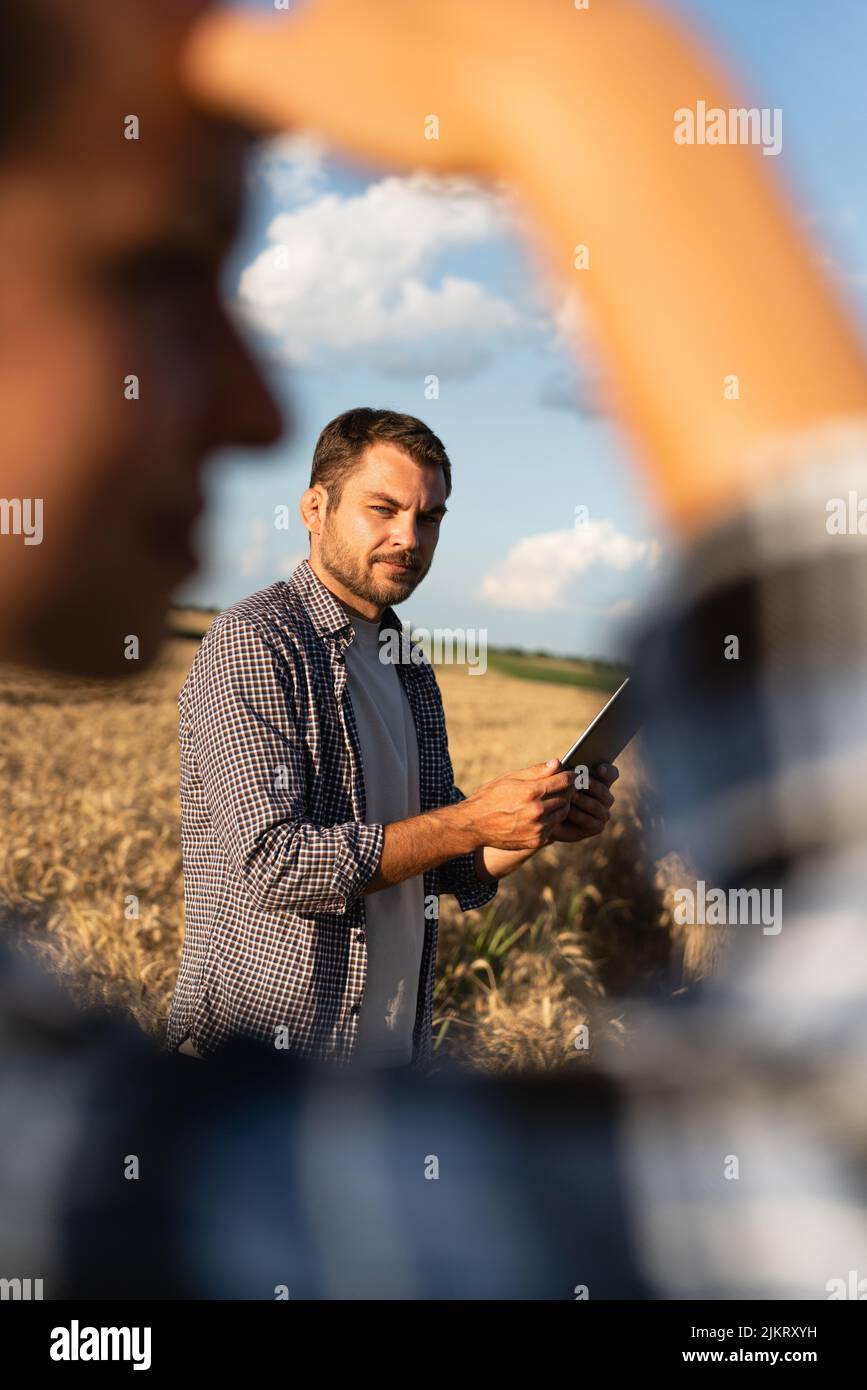 Einige Bauern untersuchen den Getreidebereich und senden Daten von der Tablette in die Cloud. Intelligente Landwirtschaft und digitale Landwirtschaft. Stockfoto