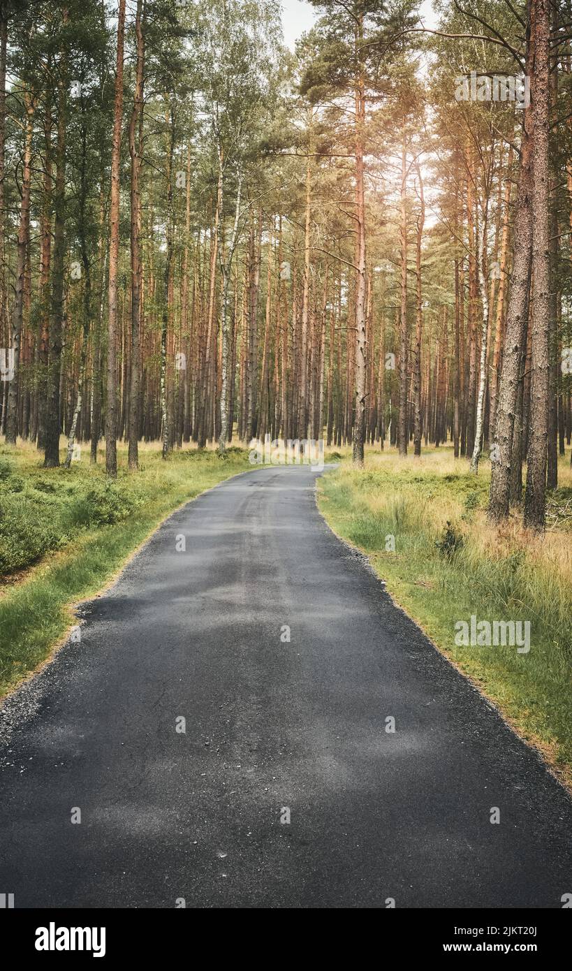 Asphaltweg im Wald, Sommer Natur Reisekonzept, Farbtonierung angewendet. Stockfoto