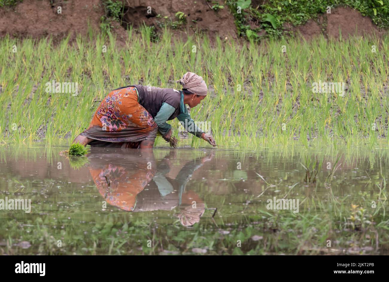 Eine Farmerin, die im Reisfeld arbeitet.Dieses Foto wurde aus Chittagong, Bangladesch, aufgenommen. Stockfoto