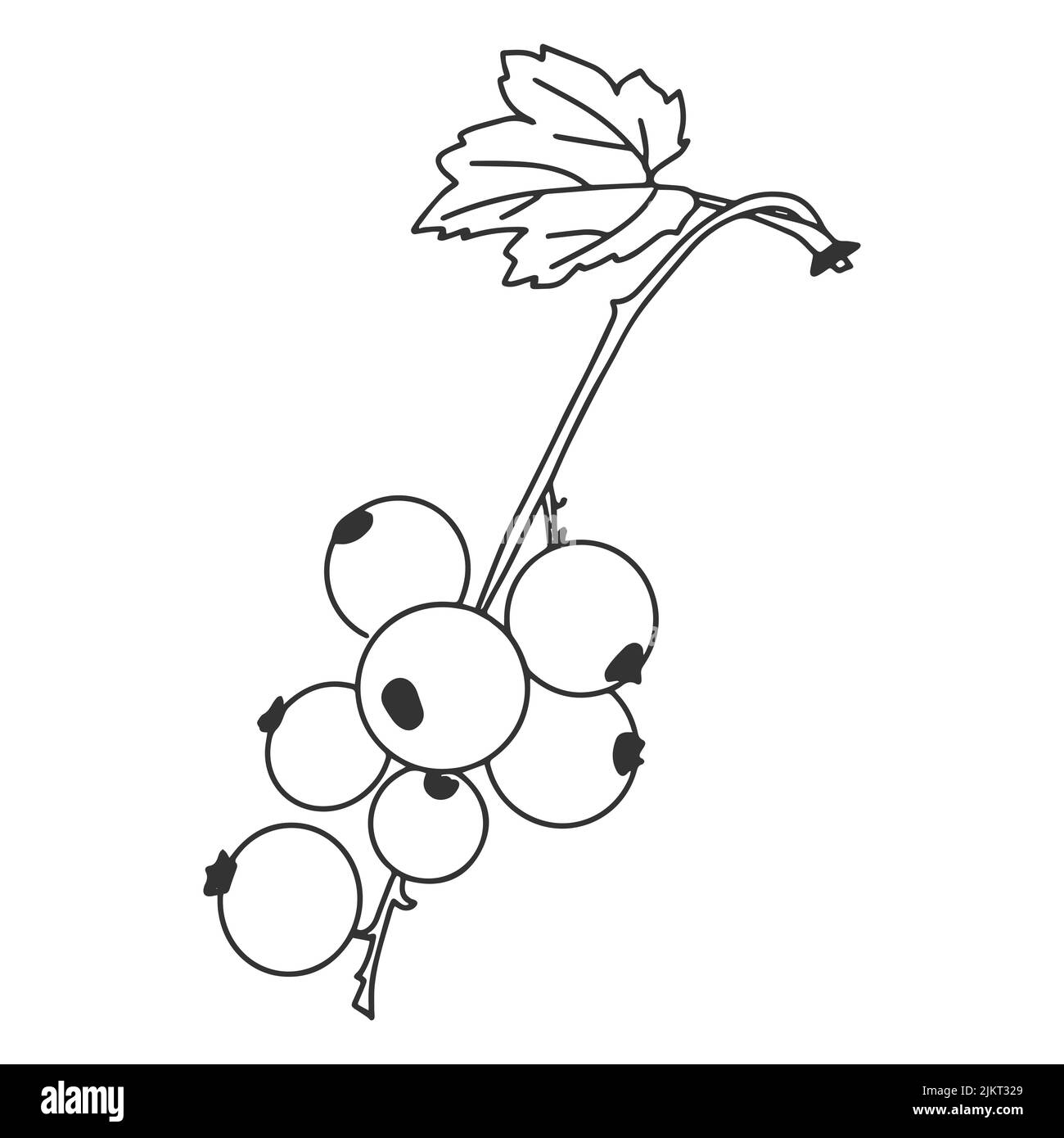 Schwarz-weiße Darstellung von Johannisbeeren auf weißem Hintergrund. Doodle-Stil. Cartoon-Stil Stock Vektor
